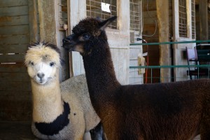 picture of white and brown alpaca