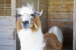 Light brown and white llama