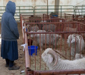 woman looking at goats in pen